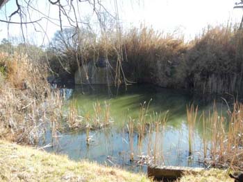 pond in front yard