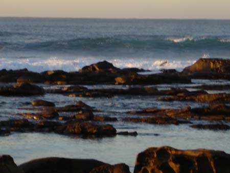 dolphins2