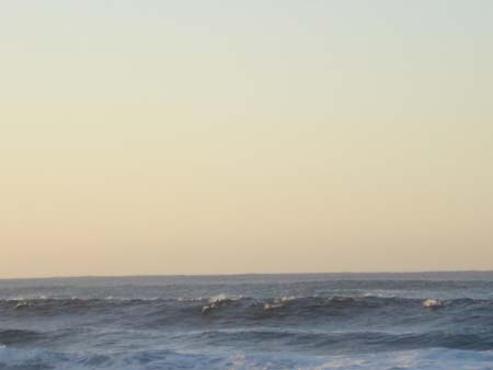 dolphins3