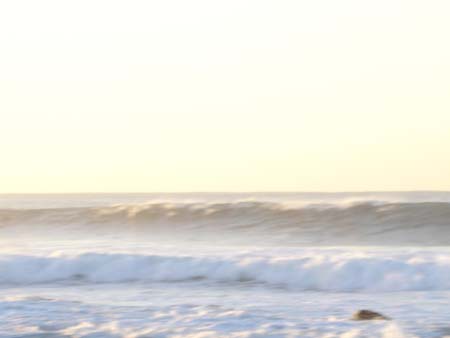 dolphins4