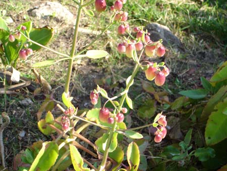 plant