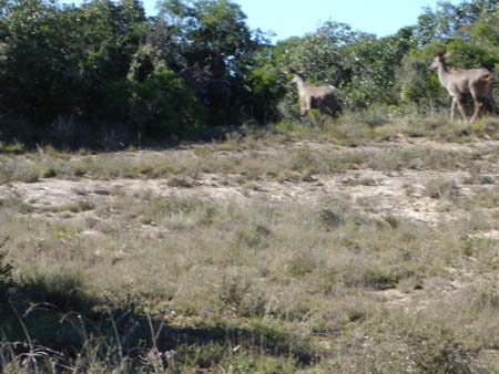 KUDU 2