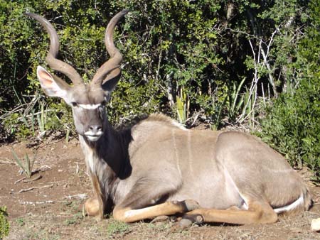 KUDU