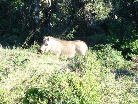 PUMBA