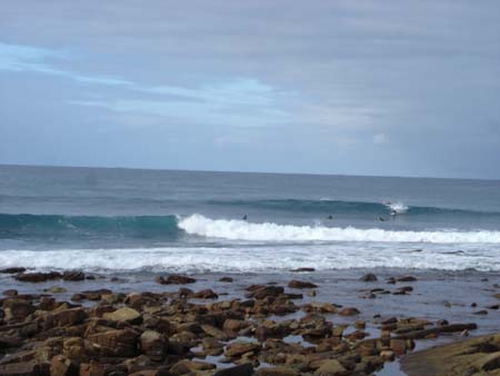 seal point 2