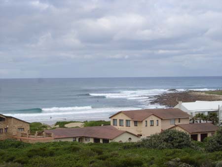 seal point