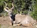 KUDU