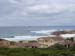 seal point