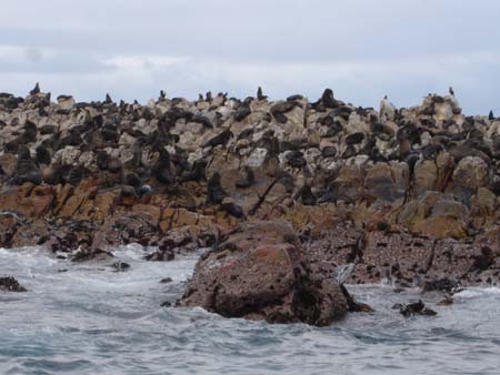 cape fur seals