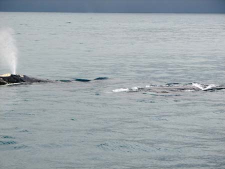 cape town 2007056
