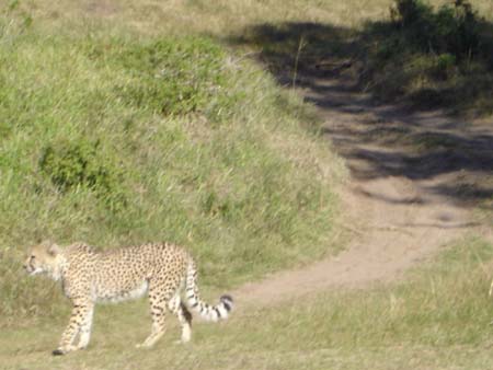 cheeta