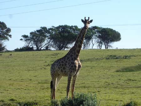 giraffe