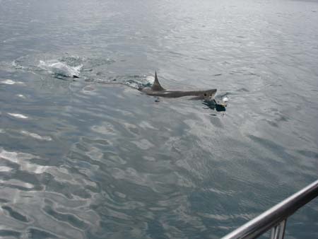 great white