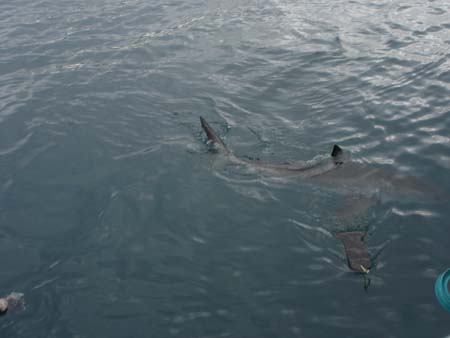 swim by