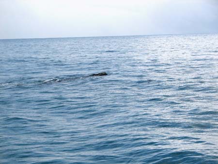 whale