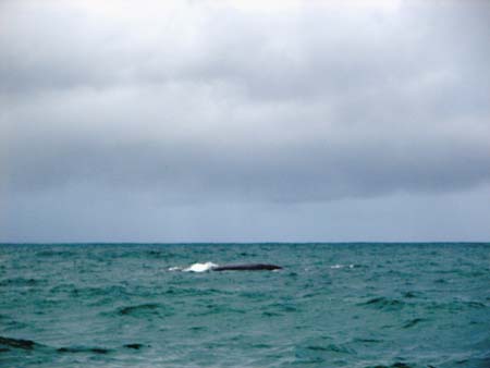 whales