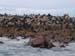 cape fur seals