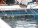 here sharkie