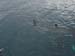 swim by