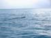 whale