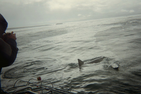 103fromboat